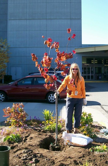 Fern Magnus-Brown plants the Ersing Hanegraaf Memorial tree outside Powell River General Hospital. The tree features leaves shaped like hearts.