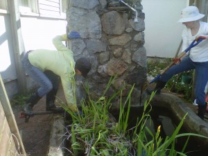 Volunteer master gardeners tackle a thicket of water irises that threaten the pond's resident goldfish population. 
