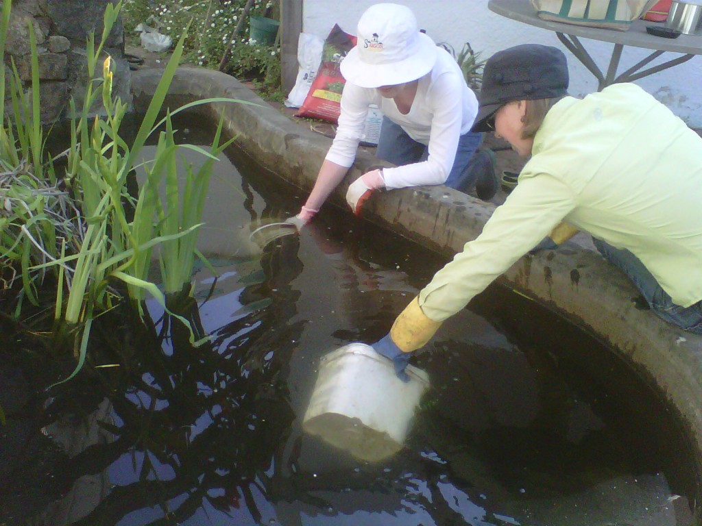 The Canteen Garden's fish pond gets a lttle TLC from visiting Master Gardeners. 
